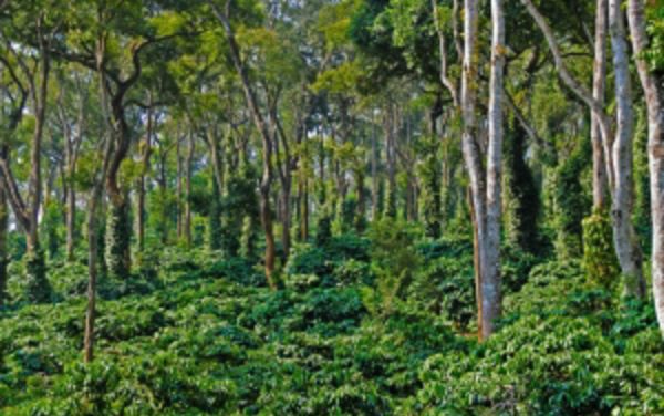 Bangalore Coorg 3 Days Package